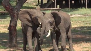 Die Begrüßung Afrikanischer Elefanten richtet sich danach, ob der andere den Ankommenden sieht oder nicht. Zu diesem Ergebnis kam eine österreichische Studie.
