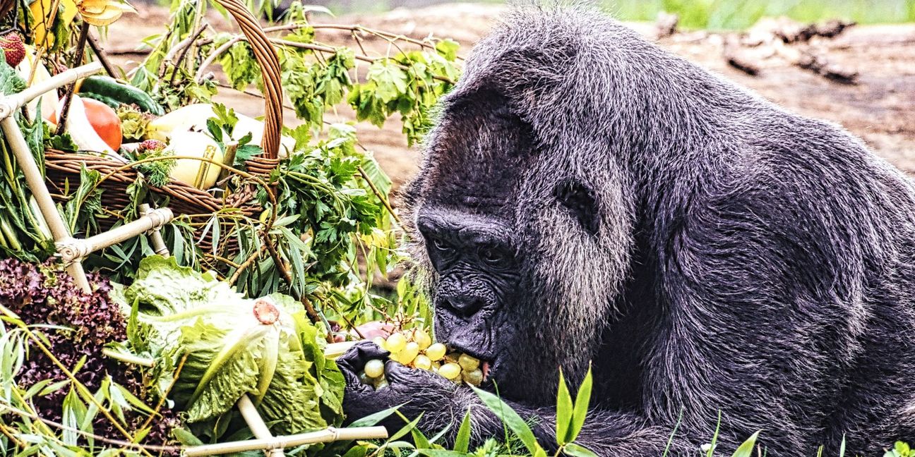 Gorilla Fatou feiert ihren 67. Geburtstag im Zoo Berlin.