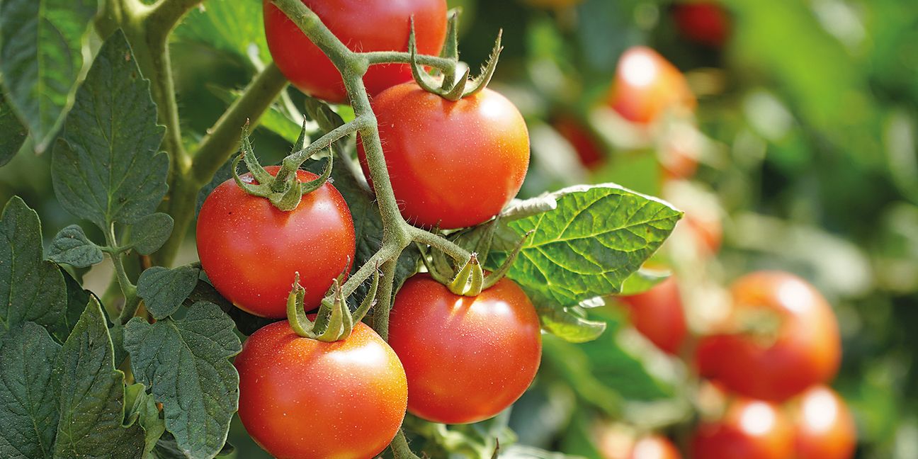 Tomaten: Frisch vom Strauch sind sie am besten.            Bild: Daniel Ernst / Adobe Stock