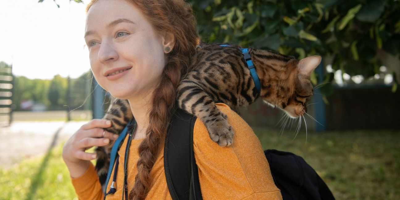 Aktuell werden immer mehr Katzen an der Leine durch Großstadtstraßen geführt. (Archivbild)