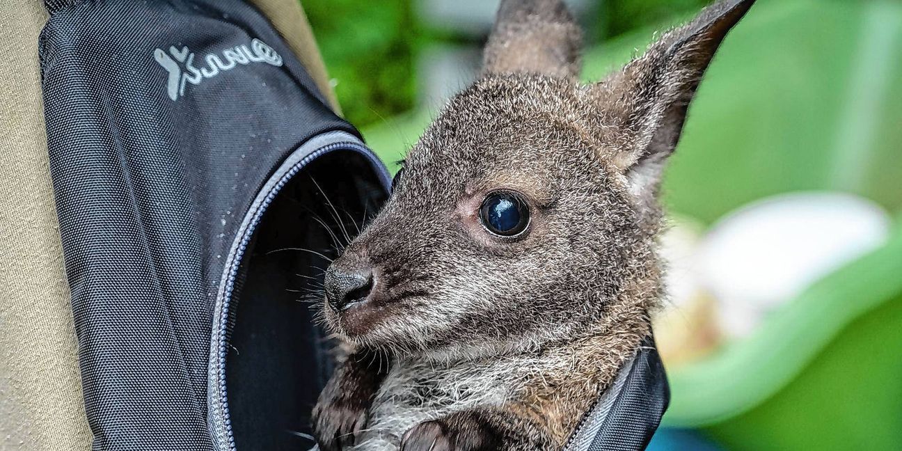 Känguru Mathilda schaut aus dem Rucksack von Tierpflegemeister Schneider heraus.