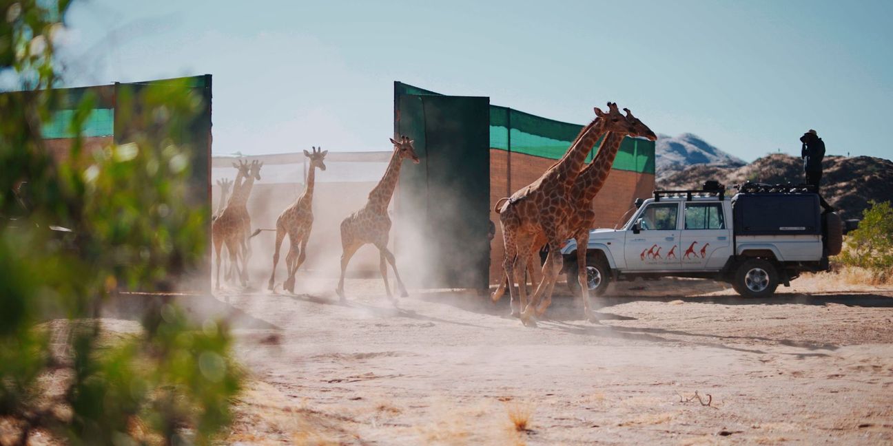 Giraffen im Iona-Nationalpark in Angola.