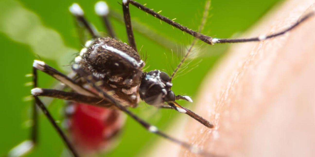 So vertreiben Sie wirkungsvoll Mücken und Schnaken. Die besten 10 Hausmittel gegen Stechmücken im Artikel.
