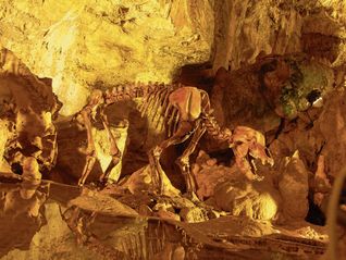 Diesem Bärenskelett begegnen die Besucher in der Bärenhöhle. © Gemeinde Sonnenbühl