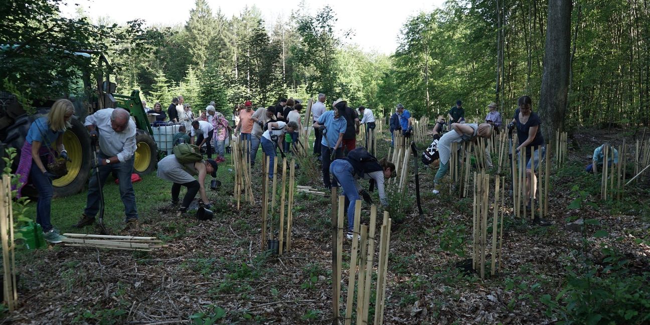 Ordentlich Arbeit wartete auf den Gemeinderat beim Waldbegang. 150 heimische Straeucher wurden am Sindelfinger Forsthof gepflanzt.