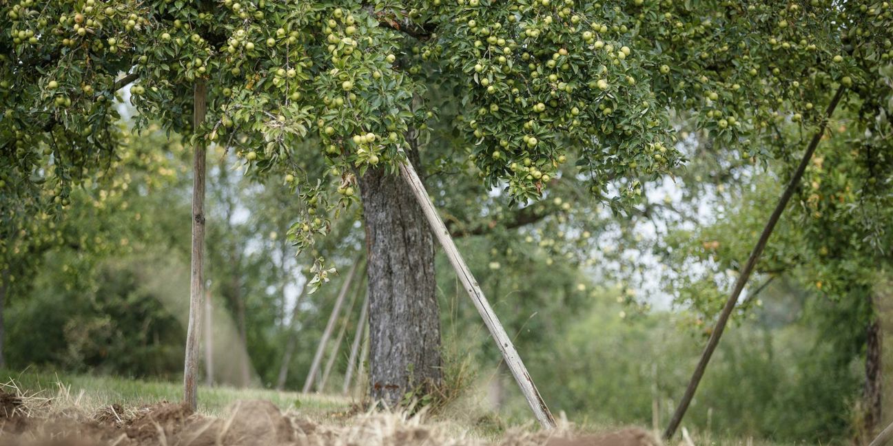 AfD: Die AfD betont die Bedeutung einer intakten Umwelt – allerdings geht es im entsprechenden Kapitel des Wahlprogrammes dann doch vorwiegend um die Landwirtschaft. Man wolle den Naturschutz nicht mit Verboten voranbringen, sondern indem man Lösungen anbiete, bei denen Ökologie und Ökonomie nicht im Widerspruch zueinander stünden. Dazu gehöre, dass die „fortschreitende Entmündigung von Landwirten, Jägern und Verbrauchern“ ein Ende finden müsse. Und dazu gehöre auch, dass nicht mehr die EU, sondern Deutschland alleine über die Agrarpolitik entscheide. Daneben sei  der Tierschutz für die AfD ein herausragend wichtiges Thema. Besonders die Missstände bei Tiertransporten „müssen energisch, auch grenzübergreifend, abgestellt werden.“ Im Bild ist eine Streuobstwiesen in Strümpfelbach  zu sehen. Foto: Gottfried Stoppel