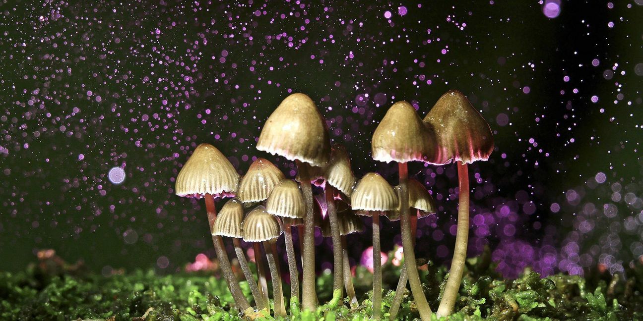 Psychedelische Pilze, so genannte Magic Mushrooms, werden heute in der Therapie eingesetzt.
 Foto: Adobe Stock /
kichigi..