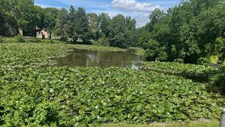 Die Mäharbeiten am kleinen Klostersee finden Ende September statt.