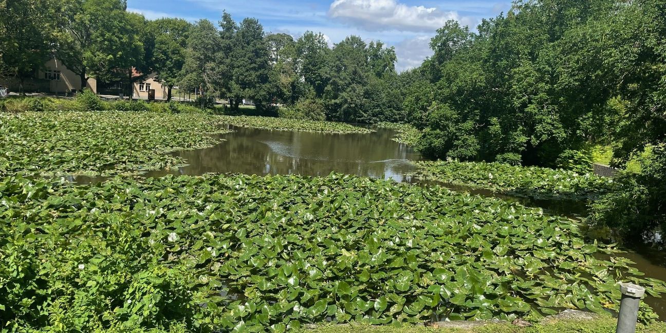 Die Mäharbeiten am kleinen Klostersee finden Ende September statt.