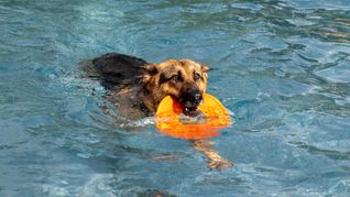 Schäferhund wird zur Wasserratte.