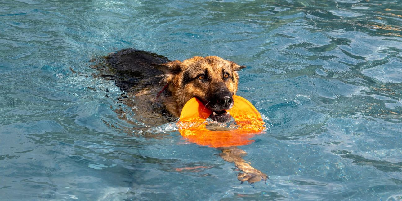 Schäferhund wird zur Wasserratte.