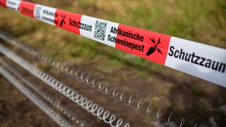 Schutzzäune sollen gegen die Afrikanische Schweinepest helfen (Archivfoto).