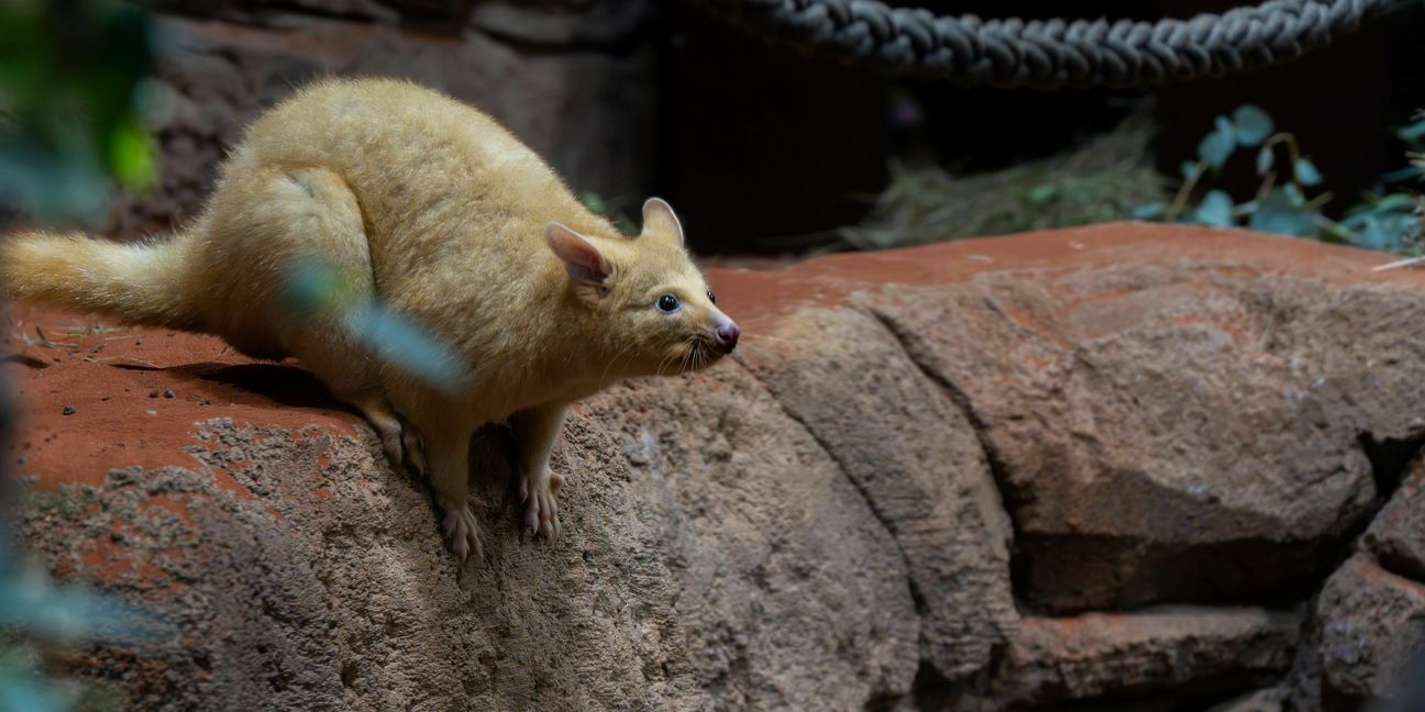 Mit ihrer hellen Fellfarbe sind die neuen Bewohner der Terra Australis sehr gut zu erkennen. Die drei neuen Fuchskusus teilen sich eine Anlage mit den Bürstenschwanz Rattenkängurus. Fotos: Wilhelma Stuttgart