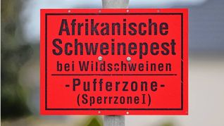 Ein Schild „Afrikanische Schweinepest bei Wildschweinen - Pufferzone (Sperrzone 1)“ ist an einem Ortseingangsschild im Landkreis Bautzen montiert.
