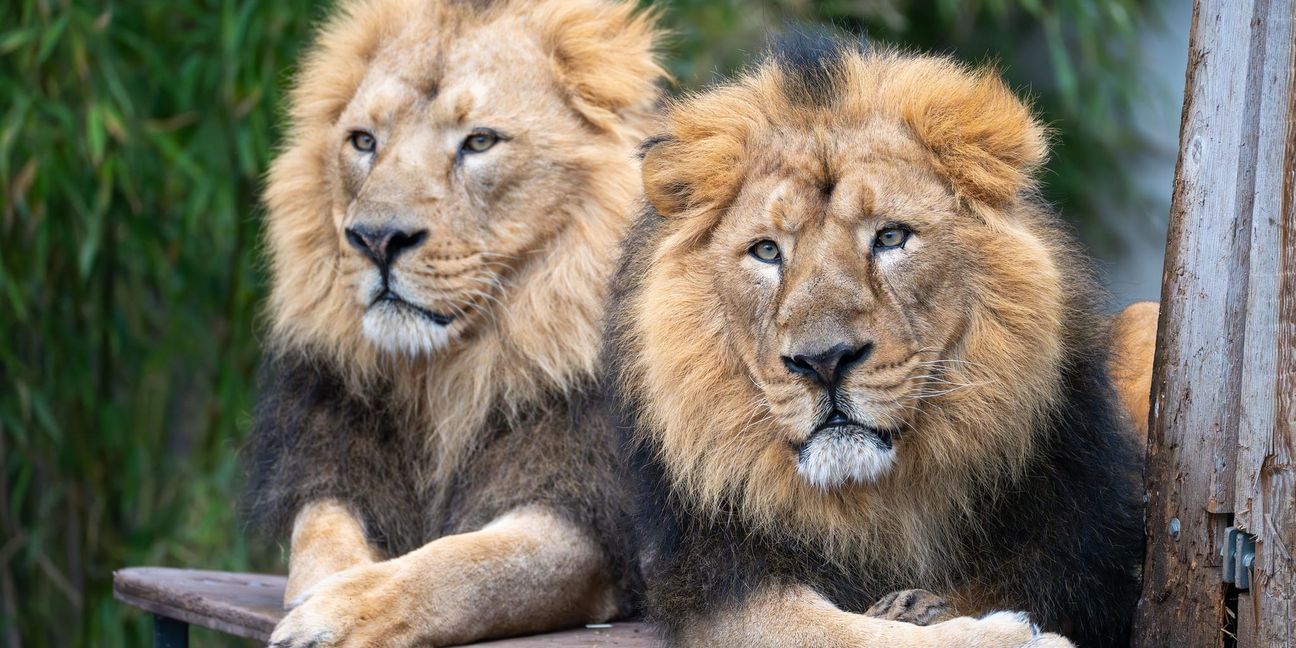 Die asiatischen Löwen Kajal und Shapur.

Bild: Wilhelma Stuttgart