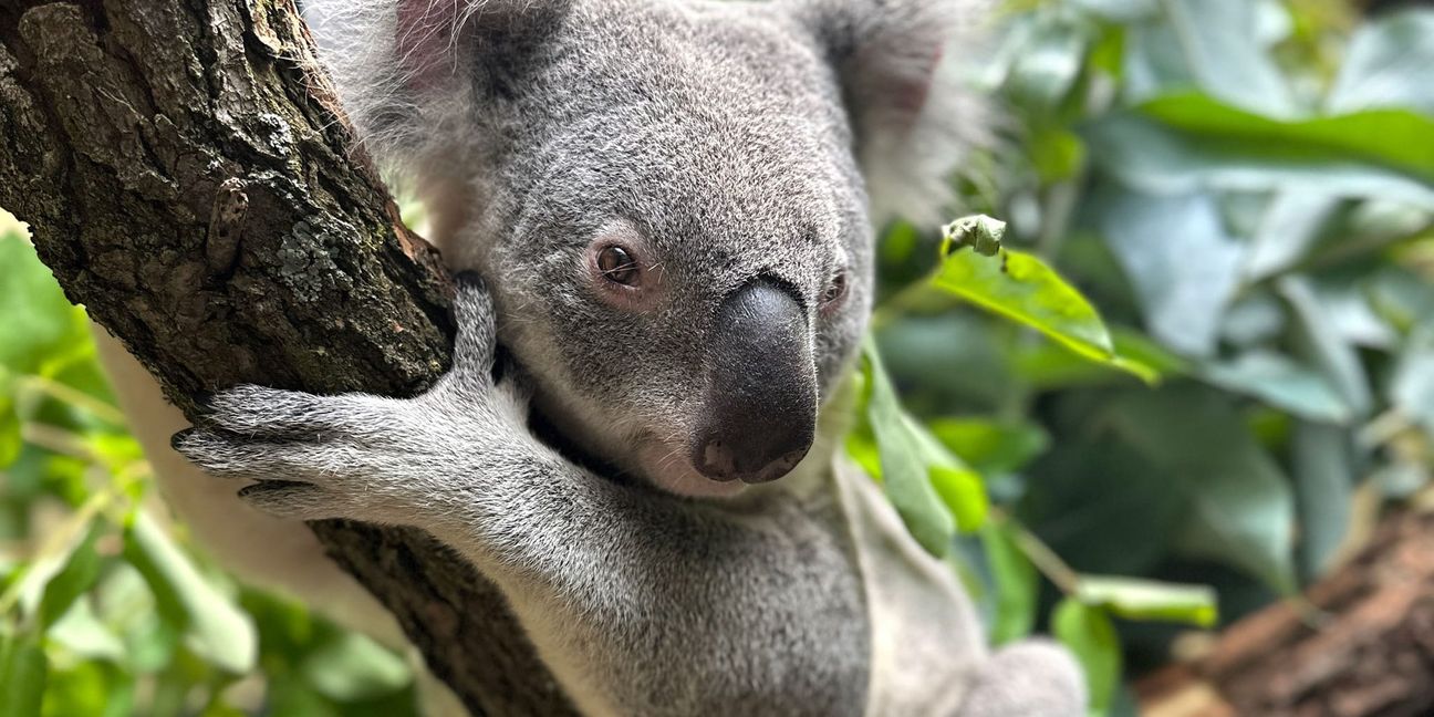 Die Koalas gehören seit einem Jahr zu den Publikumslieblingen.