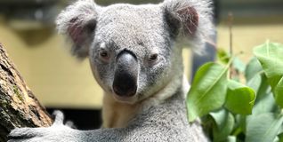 Die Koalas gehören seit einem Jahr zu den Publikumslieblingen.