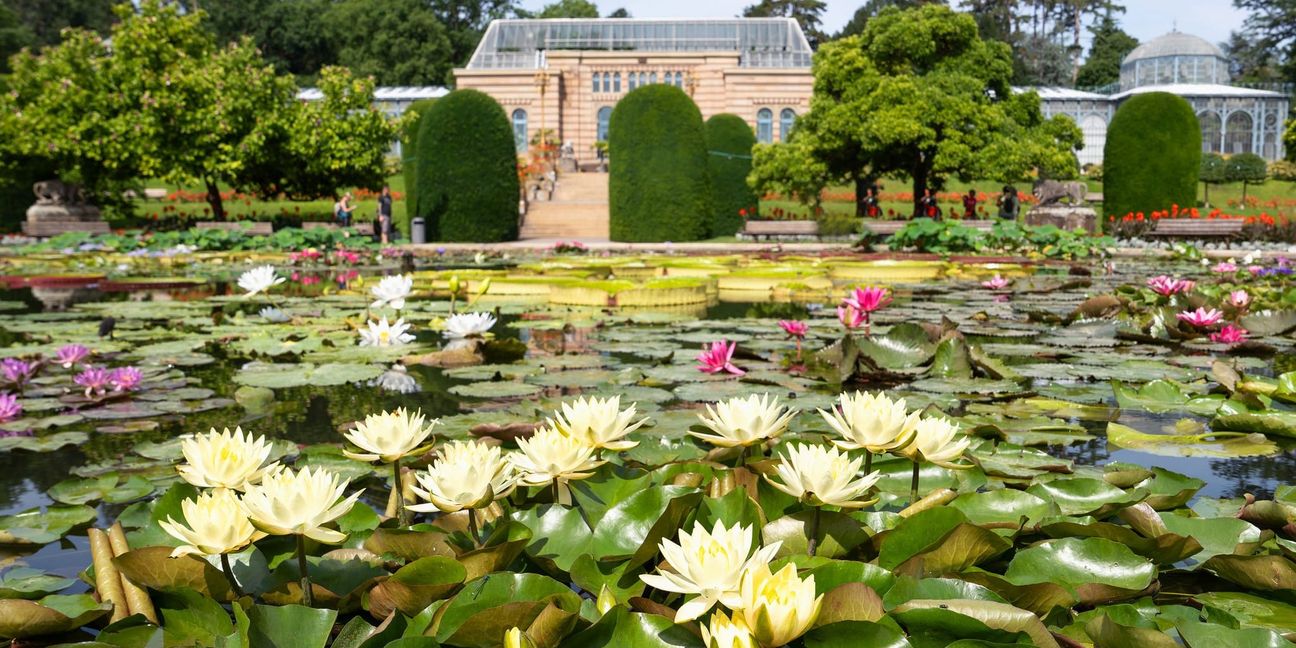 Blütenpracht am Seerosenteich.
Bild: Wilhelma Stuttgart