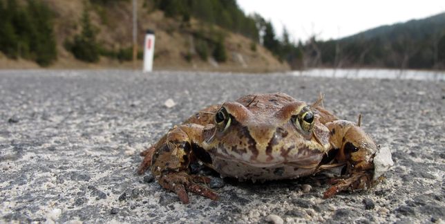 Ob Kröte, Frosch oder Molch: sie wollen auf die andere Straßenseite.