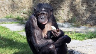 Babyglück bei den Bonobos: Chimba mit Jungtier.