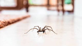 Spinnen nisten sich gerne in Häusern ein. Woher Spinnen in Wohnungen kommen & was man gegen sie tun kann, erfahren Sie hier.