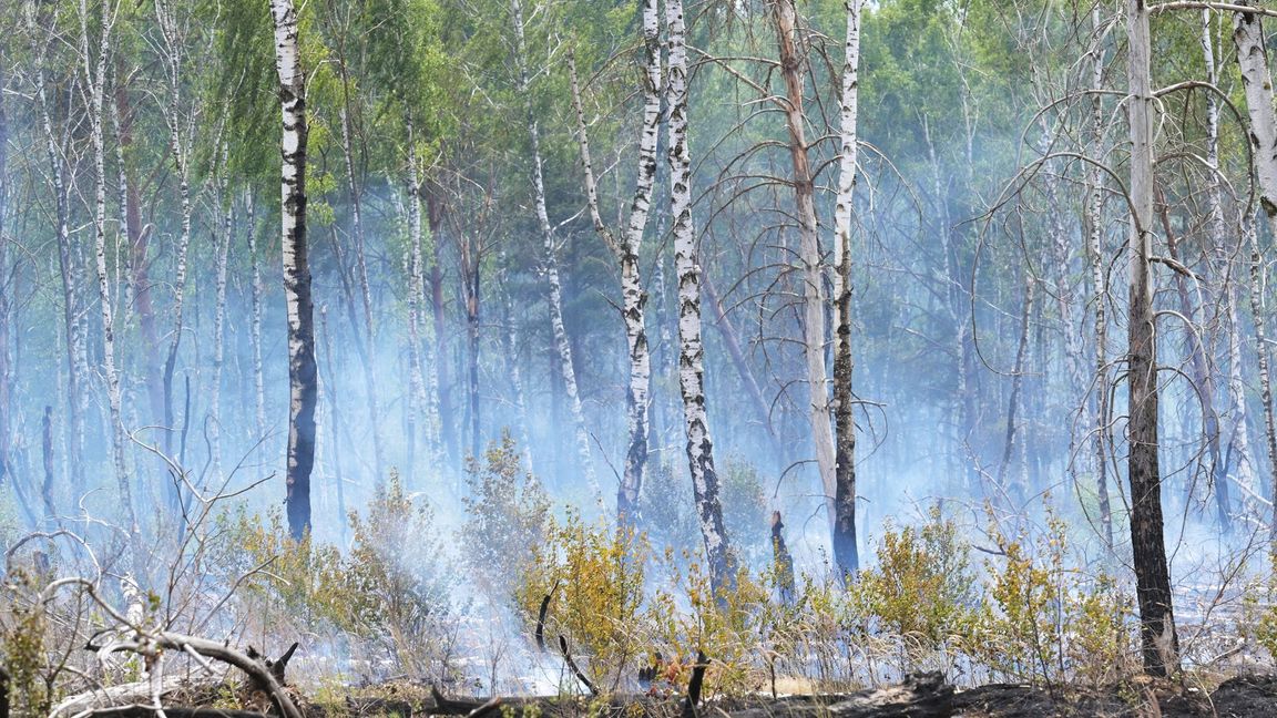 Die Gefahr für Waldbrände im Südwesten nimmt im Mai ab. (Symbolfoto)