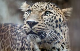 Khal ist eingezogen.