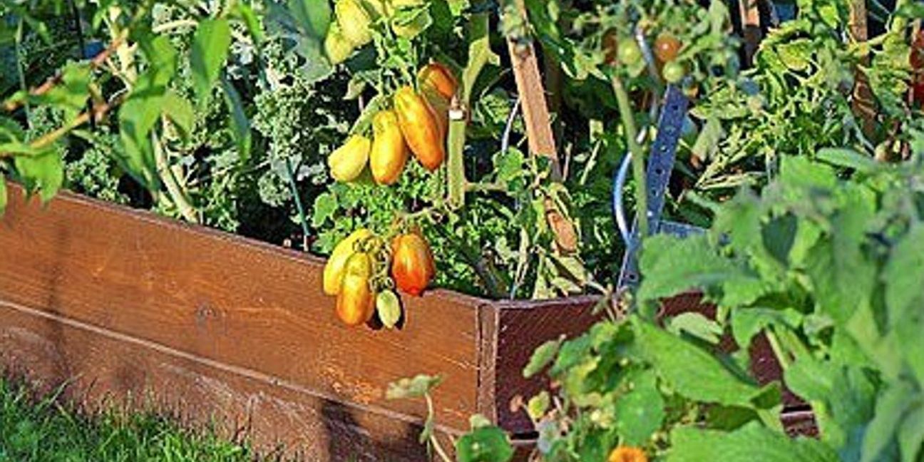 Gemüse wächst im unbehandelten Holz-Hochbeet.