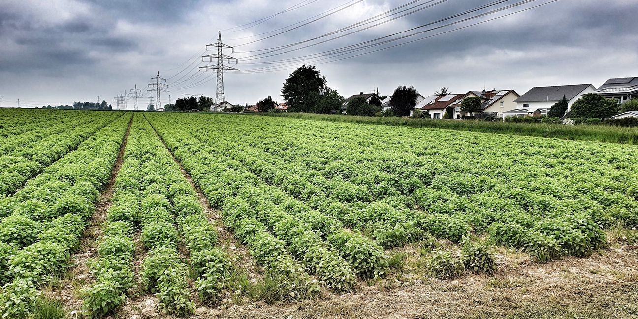 Die Stadt sieht auf den Äckern am Mühlweg am Maichinger Ortsrand Richtung Sindelfingen Wachstumspotenzial.       Bild: Wegner