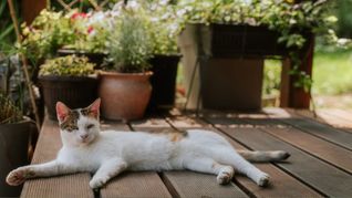 Katzen und Hitze: Wann wird es den Samtpfoten zu heiß?