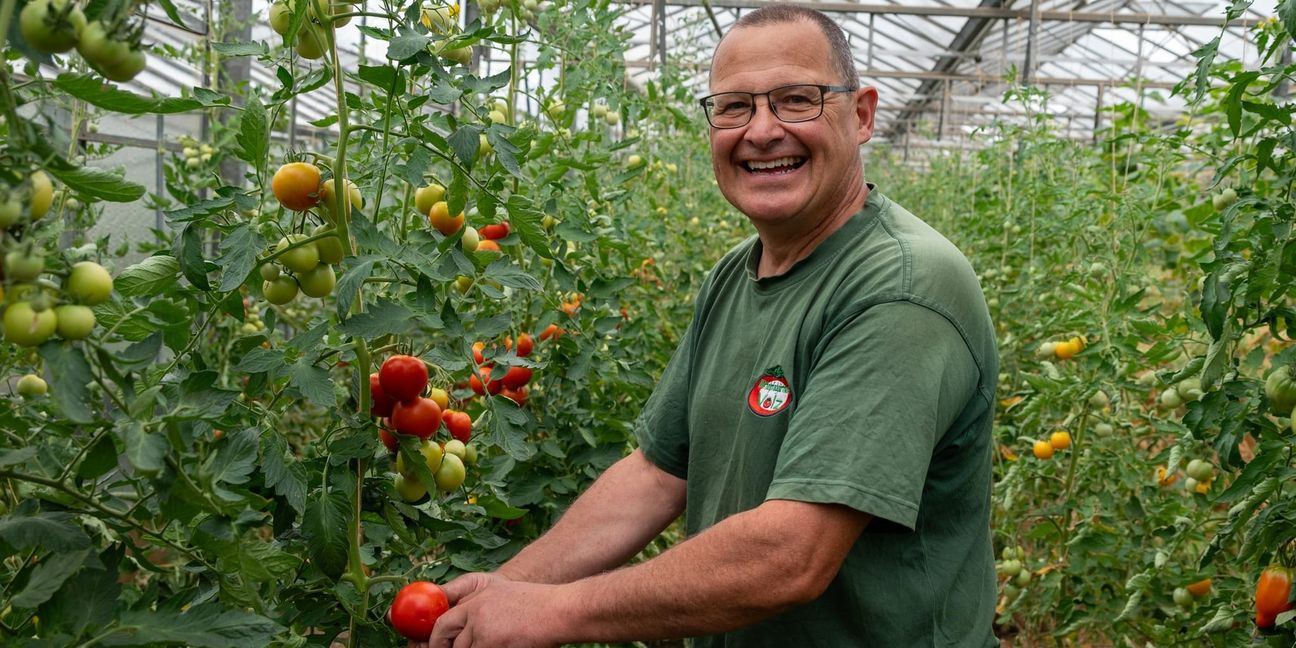 Frisch vom Stock: Mittelpfadgärtnermeister Christian Volz baut runde Tomaten und Ochsenherztomaten selbst an.