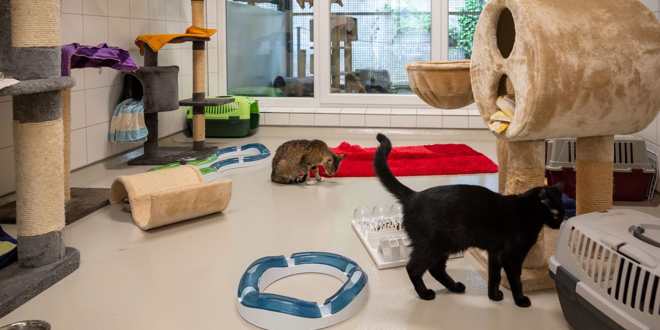 Allein dieses Jahr landeten rund 100 Fundkatzen im Kreistierheim (Stand Juli).