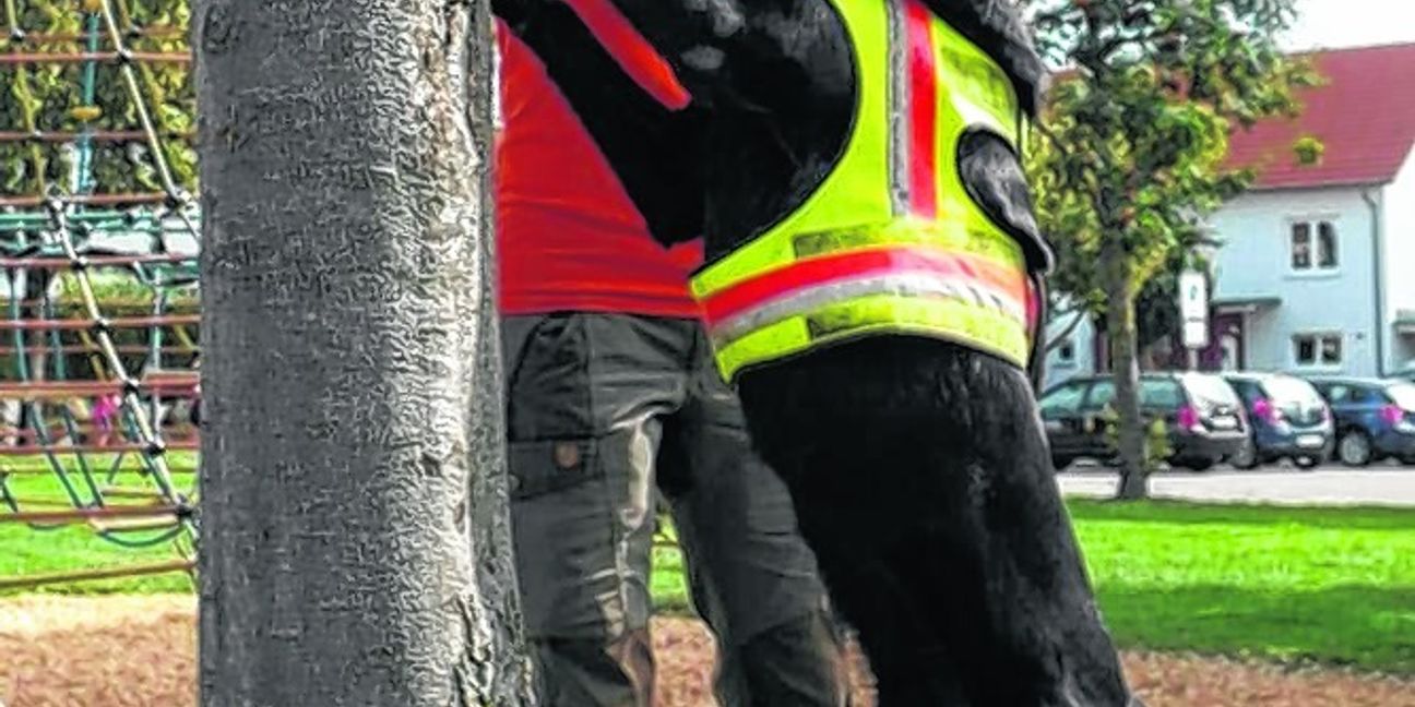 Nur kurz muss der von Nina Pfarr geführte Labrador Retriever Emily of Owl Forest schnüffeln, um festzustellen, ob sich an einem Baum in letzter Zeit ein Asiatischer Laubholzbockkäfer zu schaffen gemacht hat.  Bild: Staber