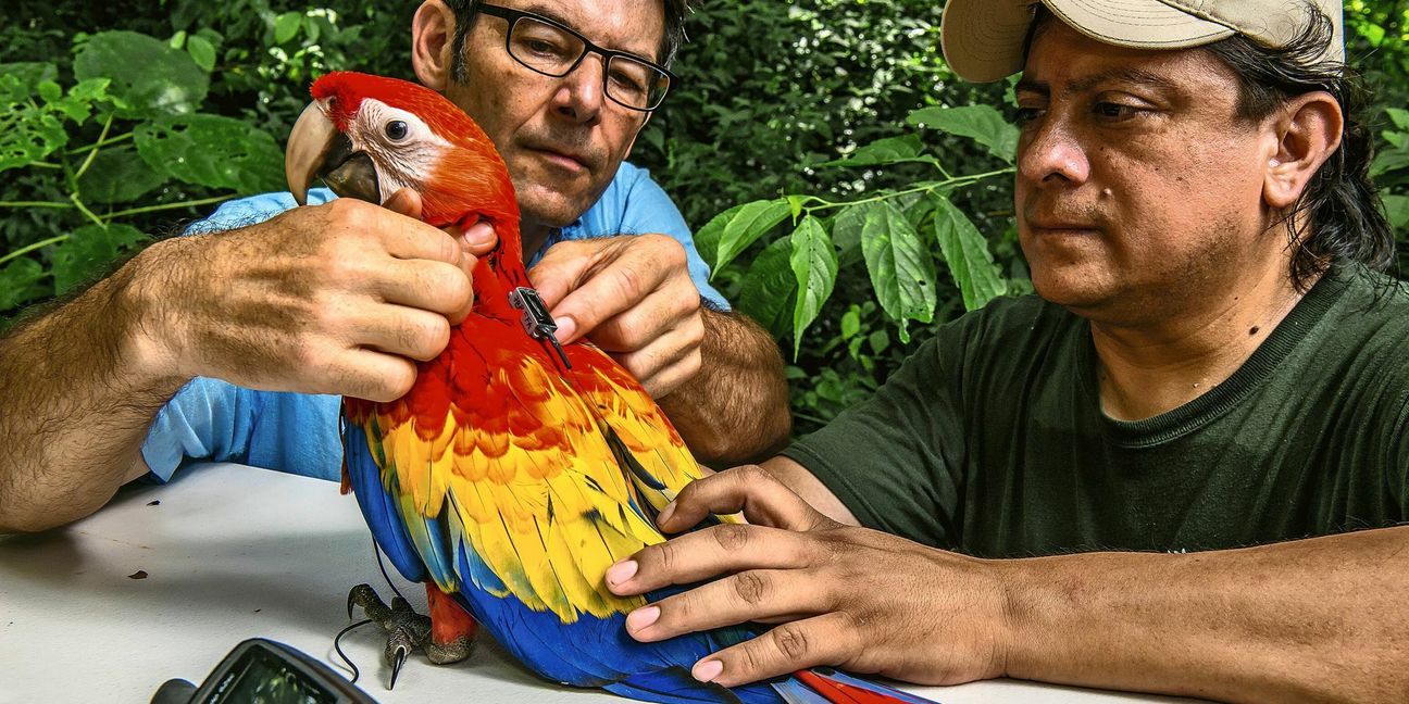Martin Wikelski (links) und Icarus-Mitarbeiter Rony Garcia mit einem Ara in Belize