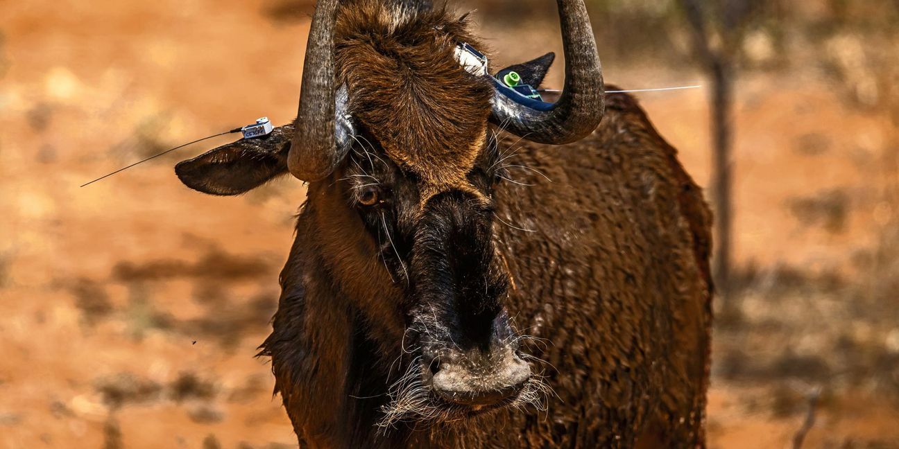 Ein Gnu in Namibia, ausgestattet mit solarbetriebenen Ohr- und Hornsendern