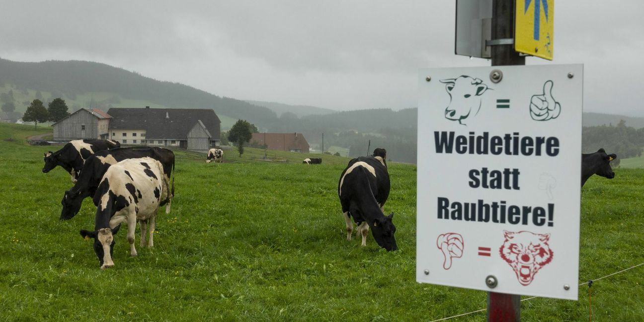 Protestplakat eines Bauern gegen Wölfe im Schwarzwald auf einer Rinderweide