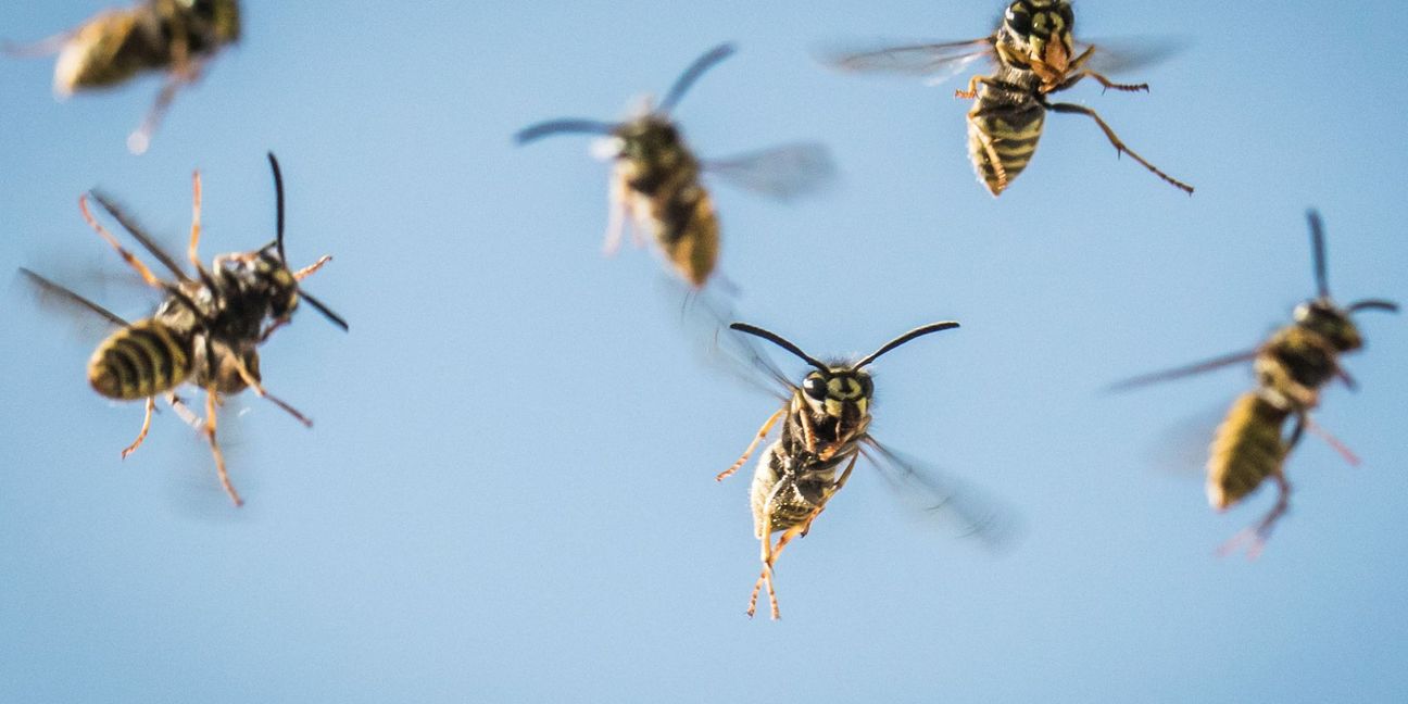 Unsere Kolumnistin mag Insekten. Auf dem  Balkon ihrer Nachbarin hat sie eine traurige Entdeckung gemacht.