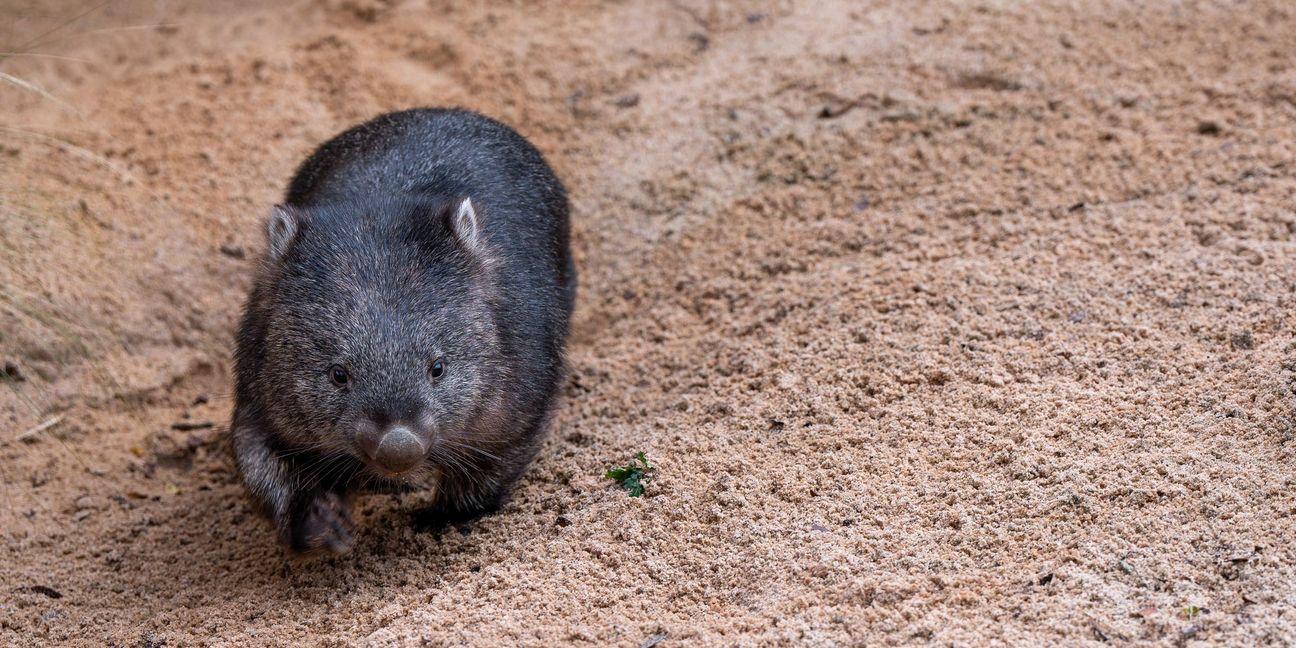 Ab sofort sind die beiden Nacktnasenwombats in der extra für sie umgestalteten Anlage zu sehen.  Bild: Wilhelma Stuttgart