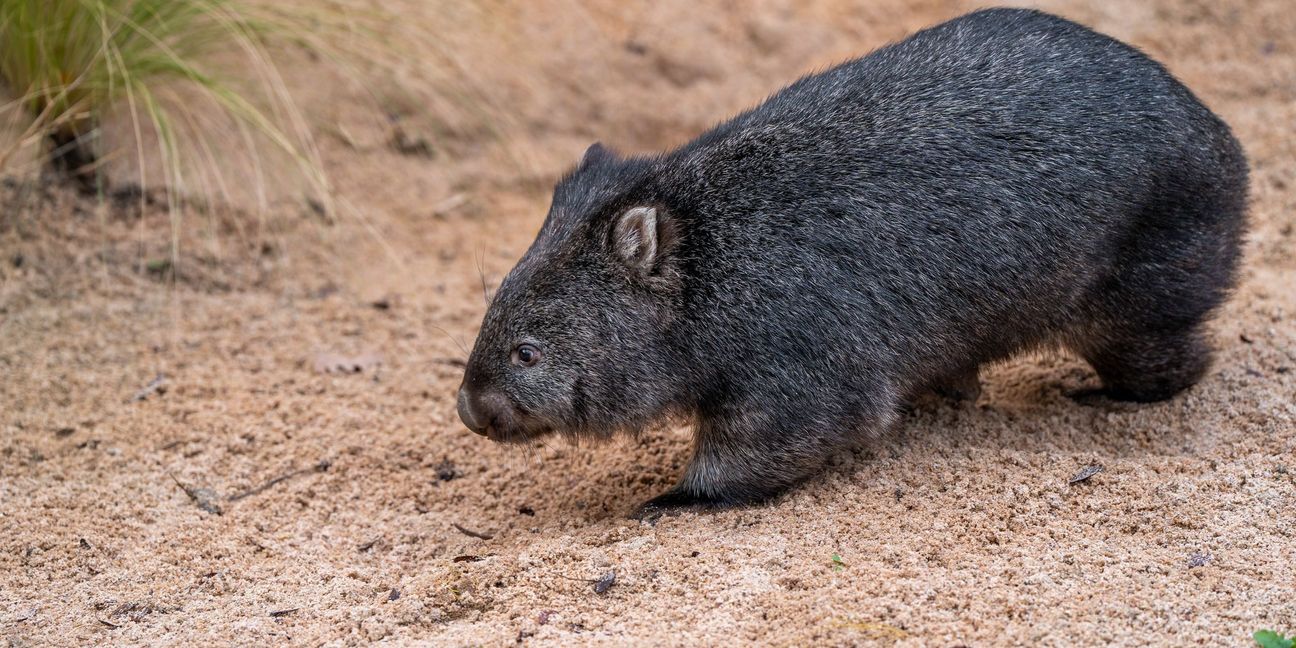 Ab sofort sind die beiden Nacktnasenwombats in der extra für sie umgestalteten Anlage zu sehen.  Bild: Wilhelma Stuttgart