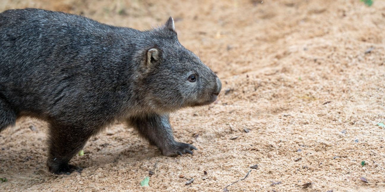 Ab sofort sind die beiden Nacktnasenwombats in der extra für sie umgestalteten Anlage zu sehen.  Bild: Wilhelma Stuttgart