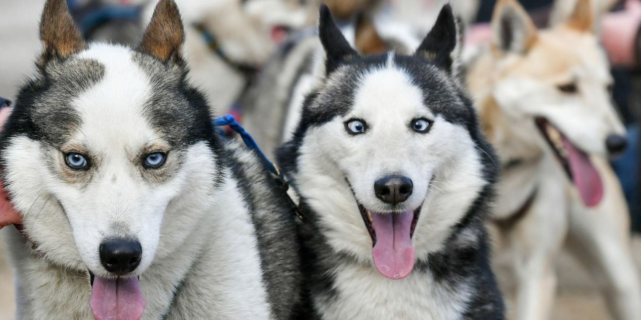 Huskys haben offenbar  ein ganz besonderes Verhältnis zu ihren Menschen. Foto: dpa/Jens Kalaene